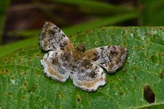 Diaeus variegata