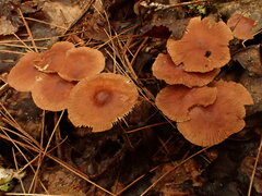 Collybiopsis subnuda