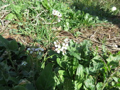 Diplotaxis erucoides