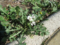 Diplotaxis erucoides