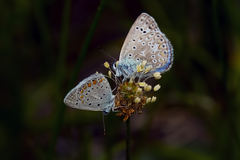 Polyommatus bollandi
