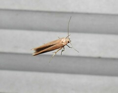 Stathmopoda