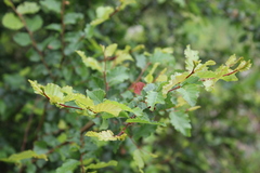 Nothofagus