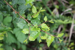 Nothofagus