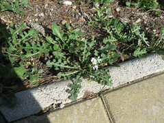 Diplotaxis erucoides