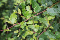 Nothofagus