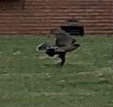 Accipiter