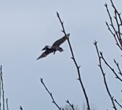 Accipiter