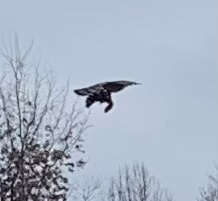 Accipiter