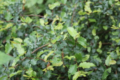 Nothofagus