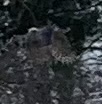 Accipiter