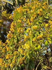 Hymenosporum flavum