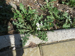 Diplotaxis erucoides