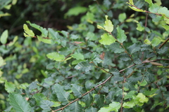 Nothofagus