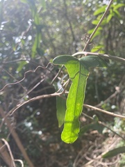 Smilax auriculata