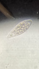 Euglena