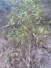 Myoporum acuminatum