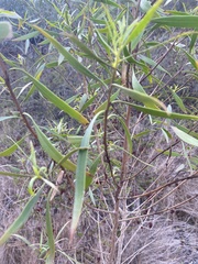 Myoporum acuminatum