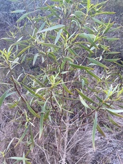 Myoporum acuminatum