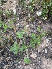 Anemonastrum zephyrum