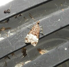 Scoparia minusculalis