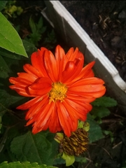 Tithonia rotundifolia