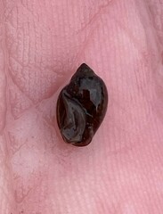 Physa