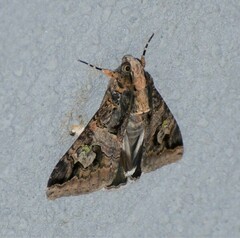 Melipotis famelica