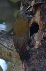 Chloropicus griseocephalus