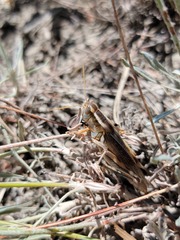 Melanoplus packardii