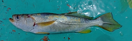 Scalyfin corvina (Cynoscion squamipinnis) — Sciaenidae