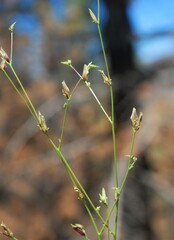 Cordylanthus nevinii