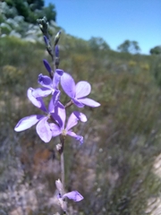 Heliophila juncea