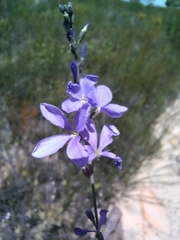 Heliophila juncea