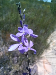Heliophila juncea