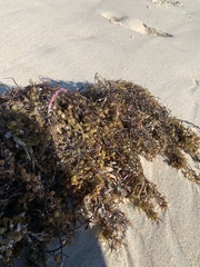 Sargassum sinclairii
