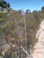 Heliophila juncea
