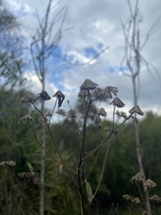 Carphephorus odoratissimus
