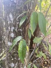 Bignonia capreolata