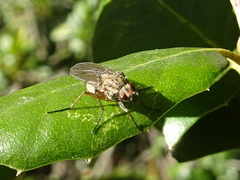 Anthomyiidae