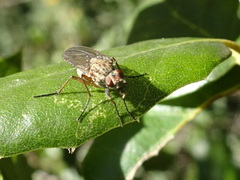 Anthomyiidae
