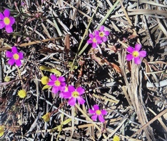 Caryophyllales