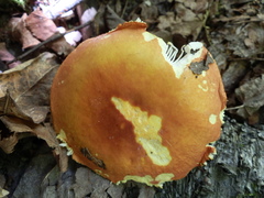 Russula xantho