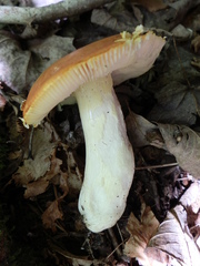 Russula xantho