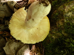 Russula xantho