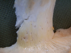 Russula xantho