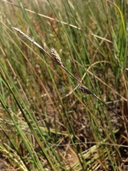 Carex lasiocarpa