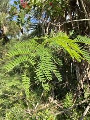 Leucaena