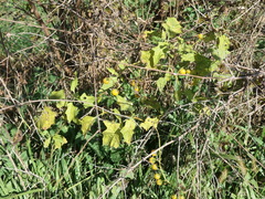 Physalis heterophylla
