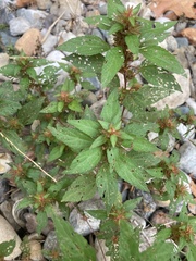 Acalypha